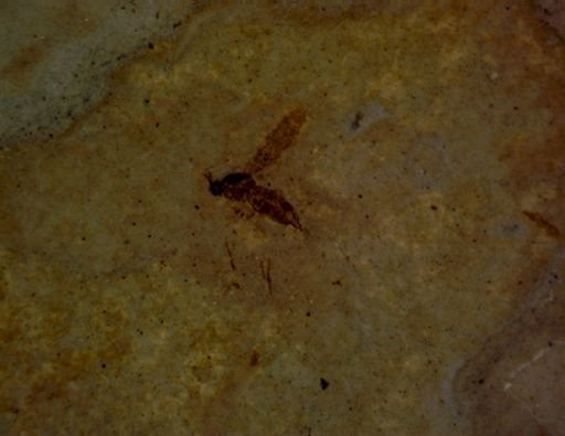 undet. Nematocera