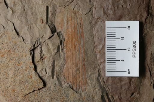 Pseudoangustidontus izdigua