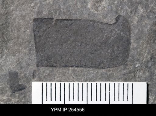 Eurypterida