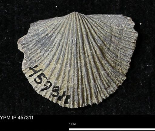 Stropheodonta erratica fissicosta