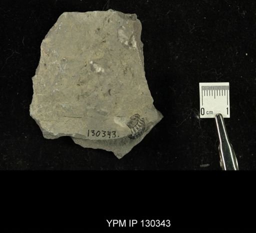 Phacops rana