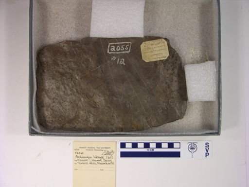Anchisauripus hitchcocki