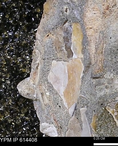 Mollusca
