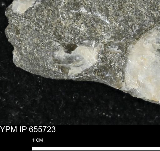 undet. Mollusca