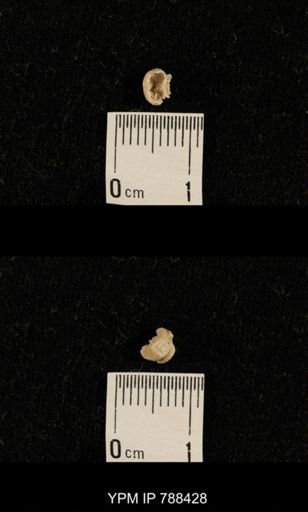 taxon undetermined