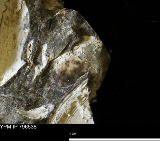 undet. Bivalvia