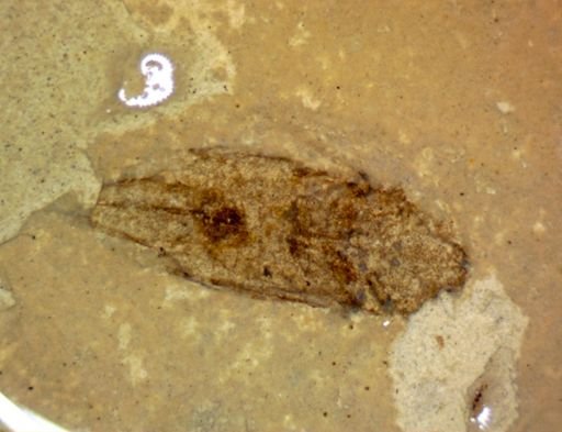 Coleoptera?