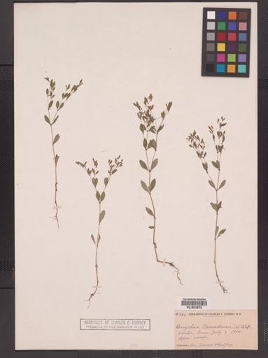 Paronychia canadensis