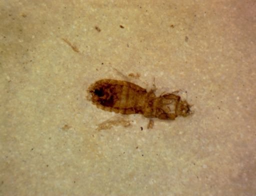 Coleoptera?