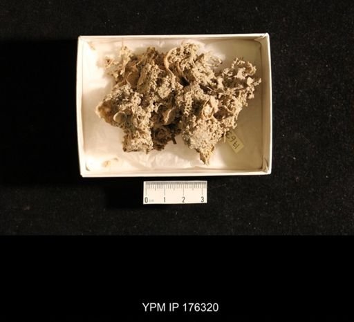 Assemblage Taxa = Brachiopods, Bryozoa