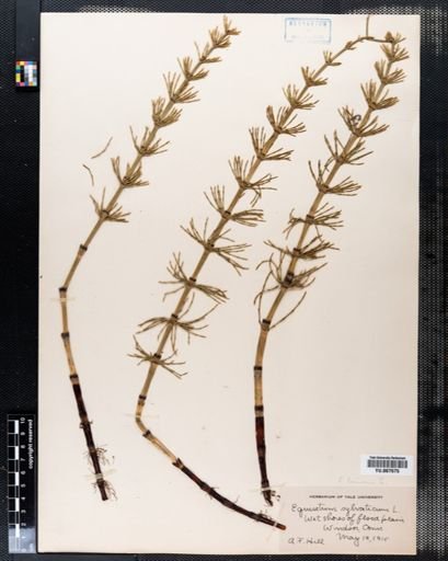 Equisetum fluviatile