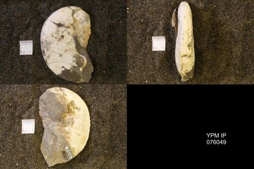 Hoploscaphites birkelundi
