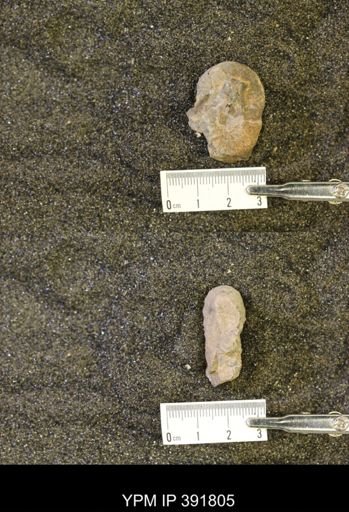 Scaphites whitfieldi