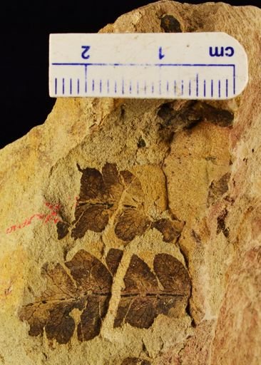 Cynepteris lasiophora
