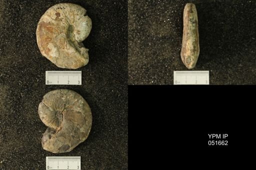 Hoploscaphites nicolletii