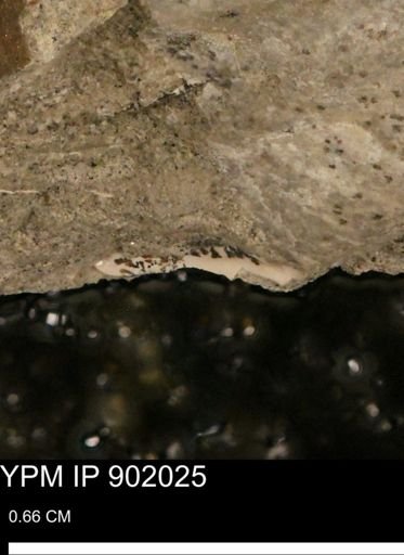 undet. Mollusca