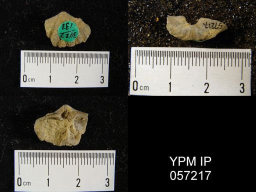 Delthyris octocostata