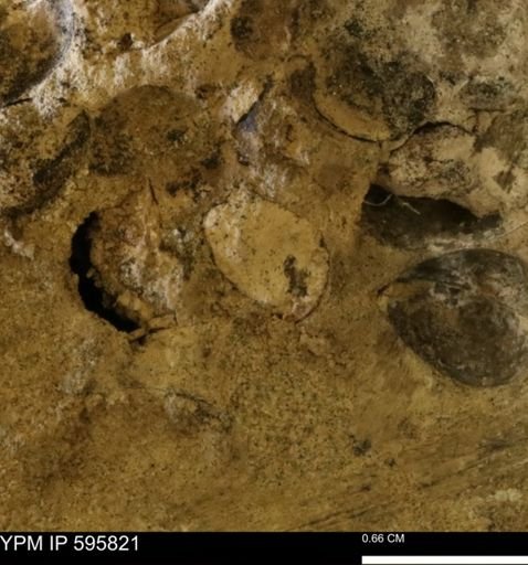 Protocardia sp.
