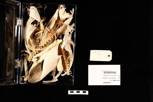 Lepisosteus