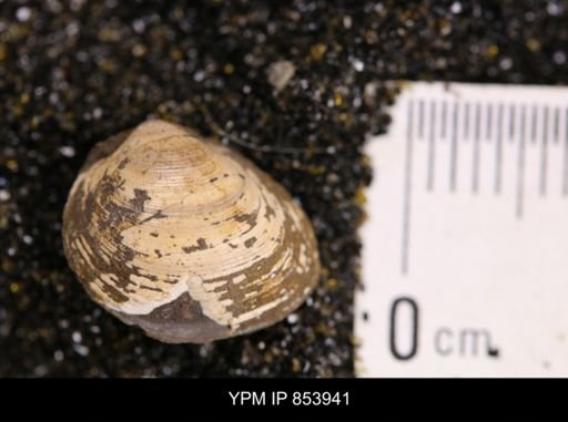 Limopsis striatopunctatus