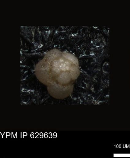 undet. Foraminiferida