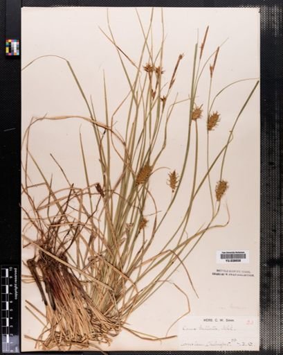Carex bullata