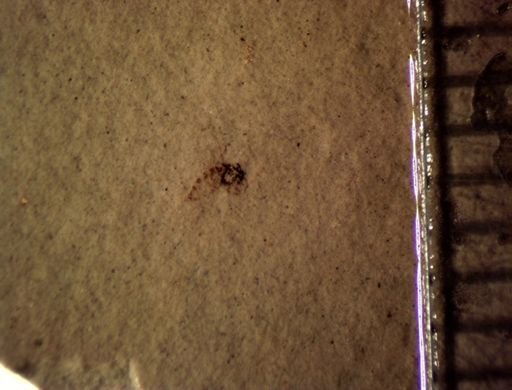 undet. Diptera