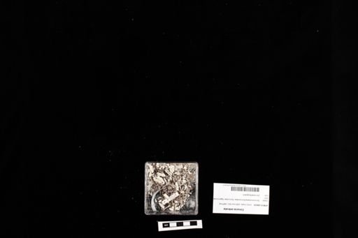 Corucia zebrata