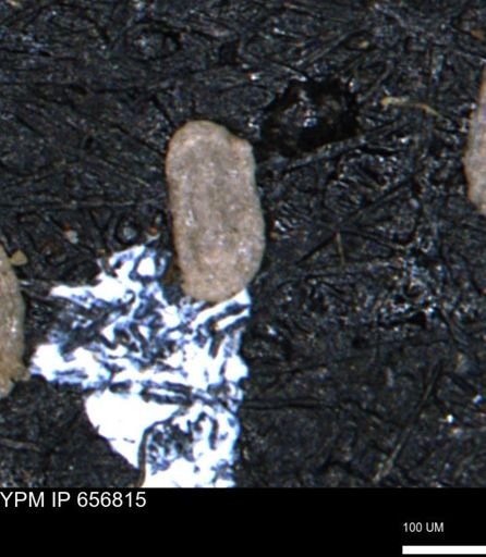 Miliammina inflata