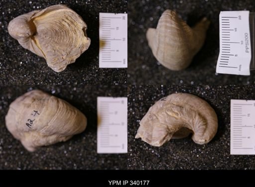 Gryphaea sp.