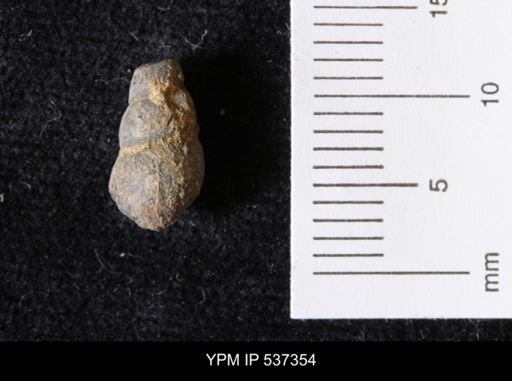 Goniobasis ortmanni