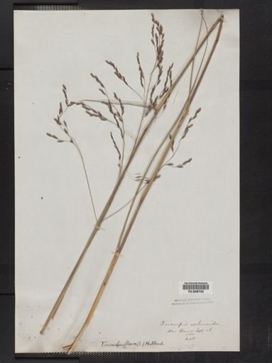 Tridens flavus