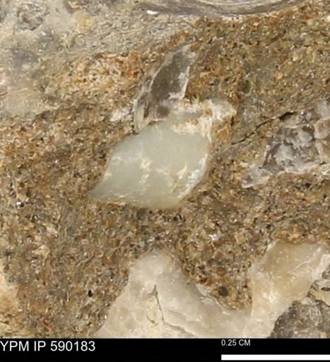 Phelopteria linguaeformis