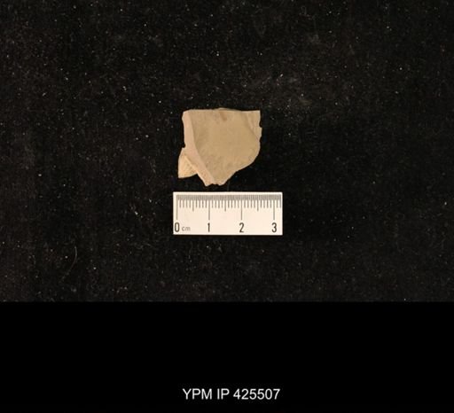 undet. Hexapoda