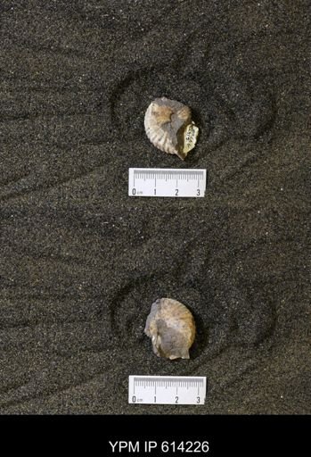 Hoploscaphites sp.