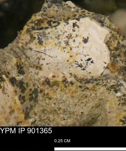 undet. Mollusca