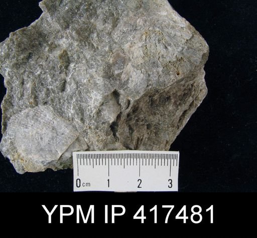 undet. Strophomenida