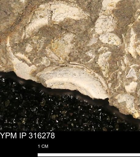 undet. Gastropoda