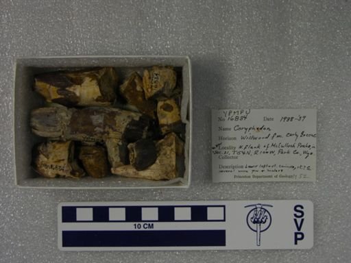 Coryphodon sp.