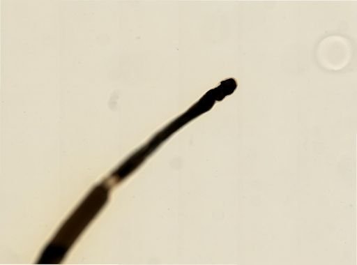 Myopsida