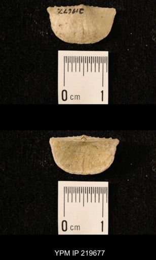 Chonetes granulifer