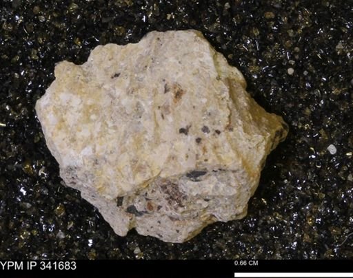 Scaphites sp.