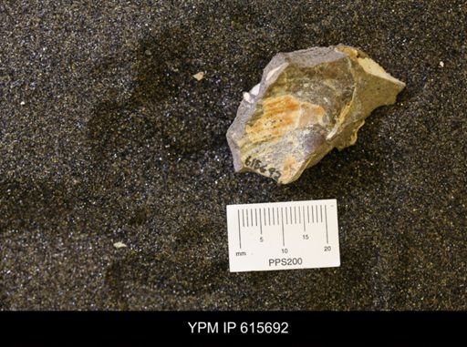 undet. Bivalvia
