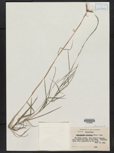 Muhlenbergia sylvatica