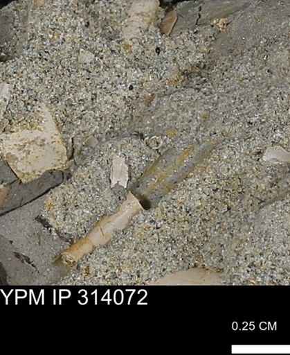 undet. Scaphopoda