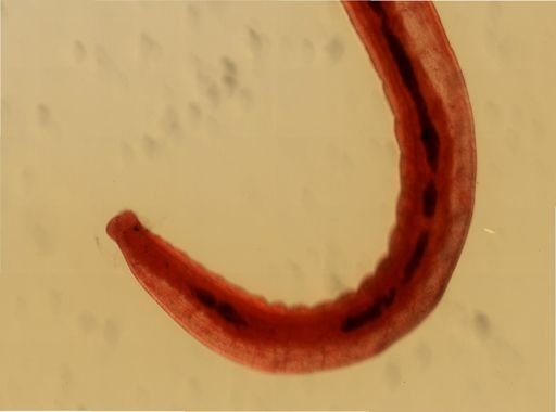 Enchytraeus albidus