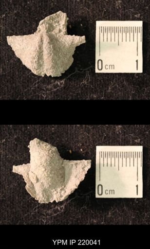 Chonetina flemingi alata