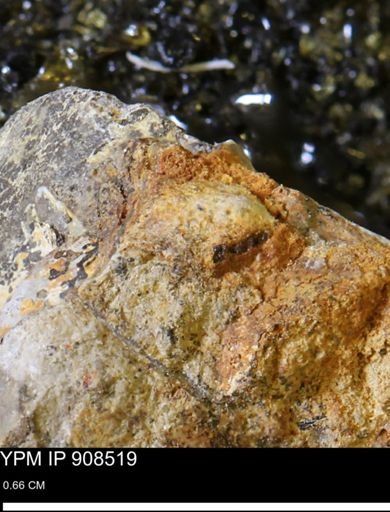 undet. Mollusca