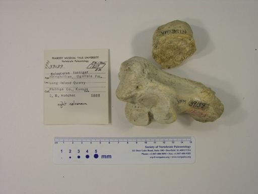 Teleoceras fossiger