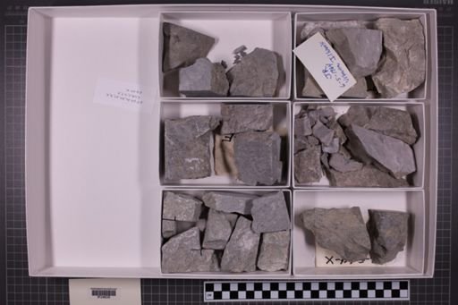 mixed taxa, stratigraphic collection